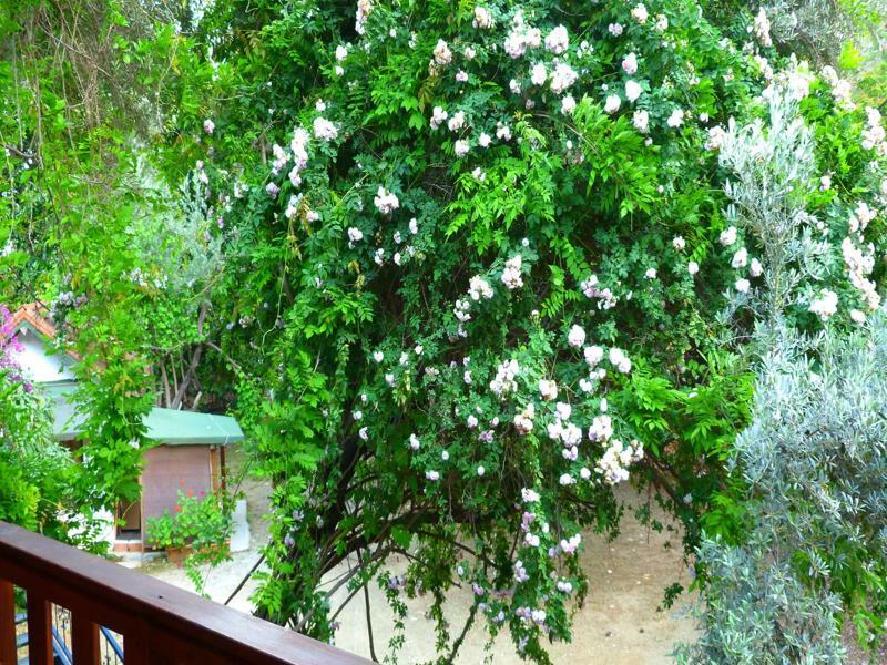 Cirali Simge Holiday Houses 외부 사진